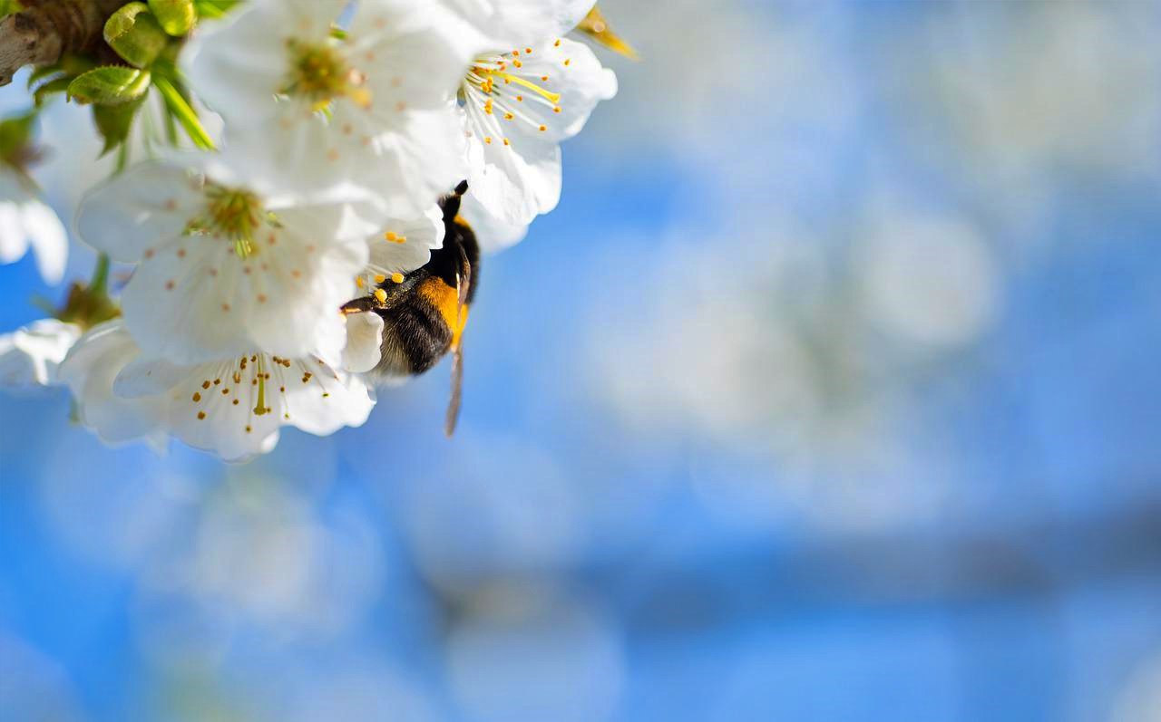 Bee on cherry blossoms