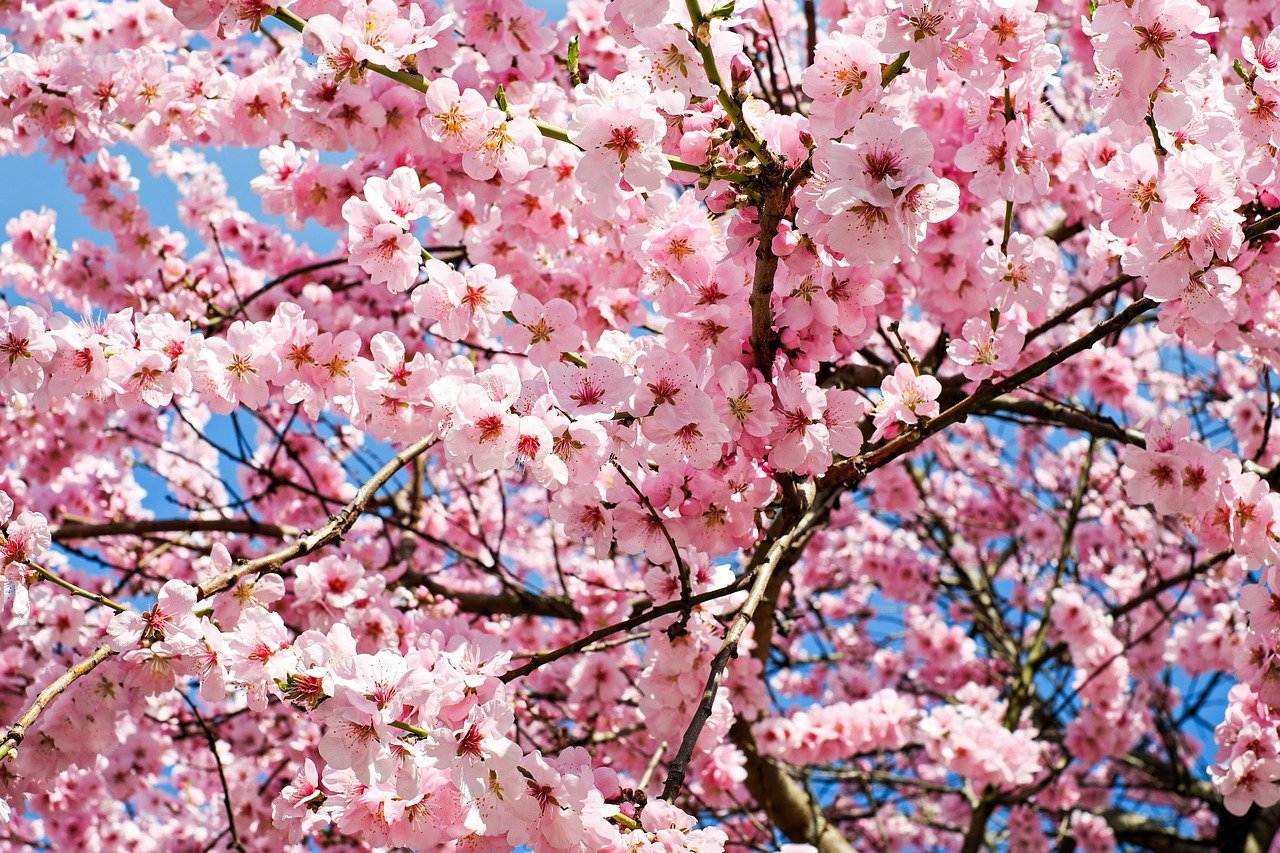 Blossoming cherry trees