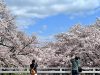 Japan: Cherry Blossoms Came Early This Year Due To Climate Change