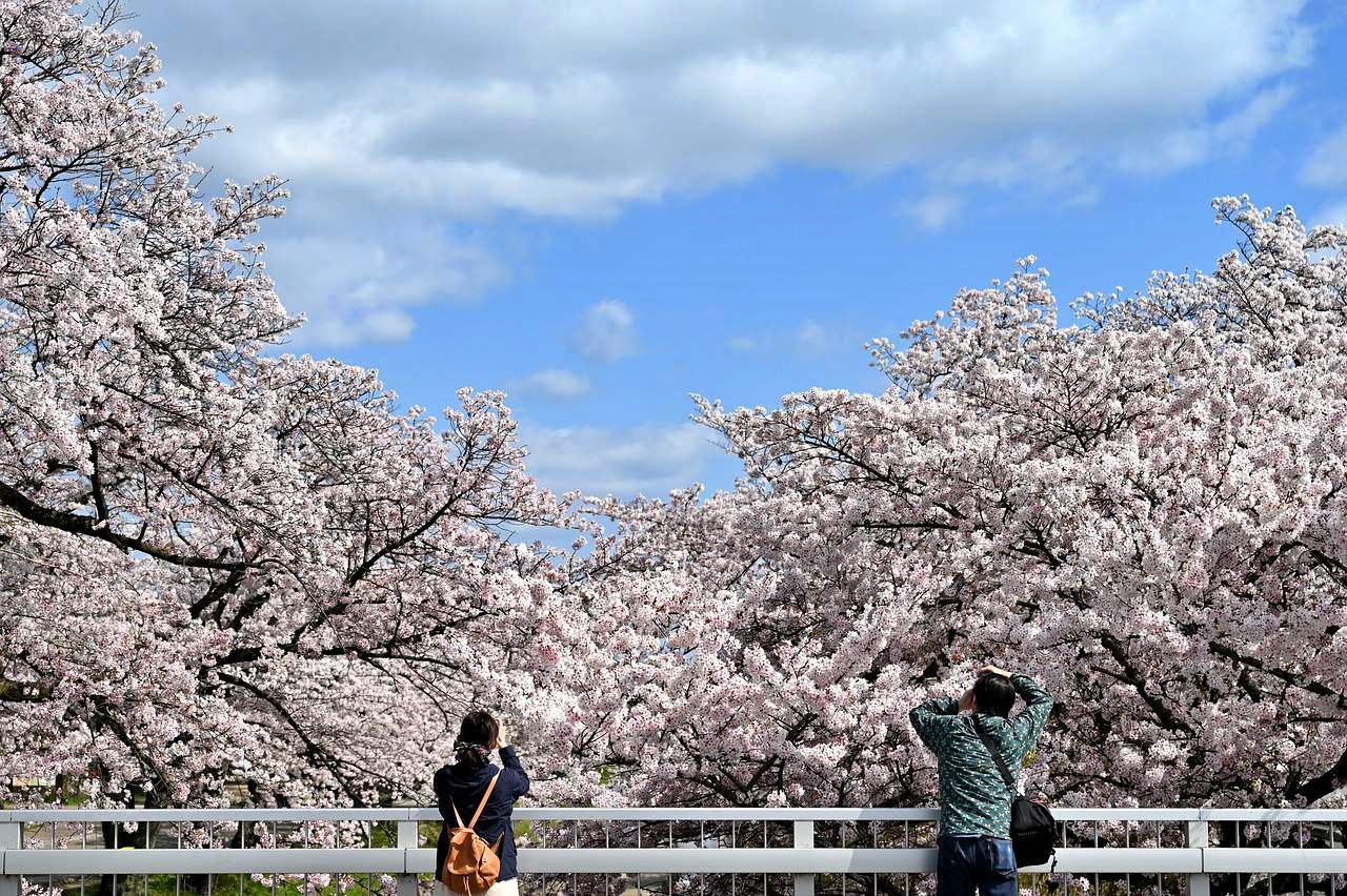 Cherry blossoms in Japan