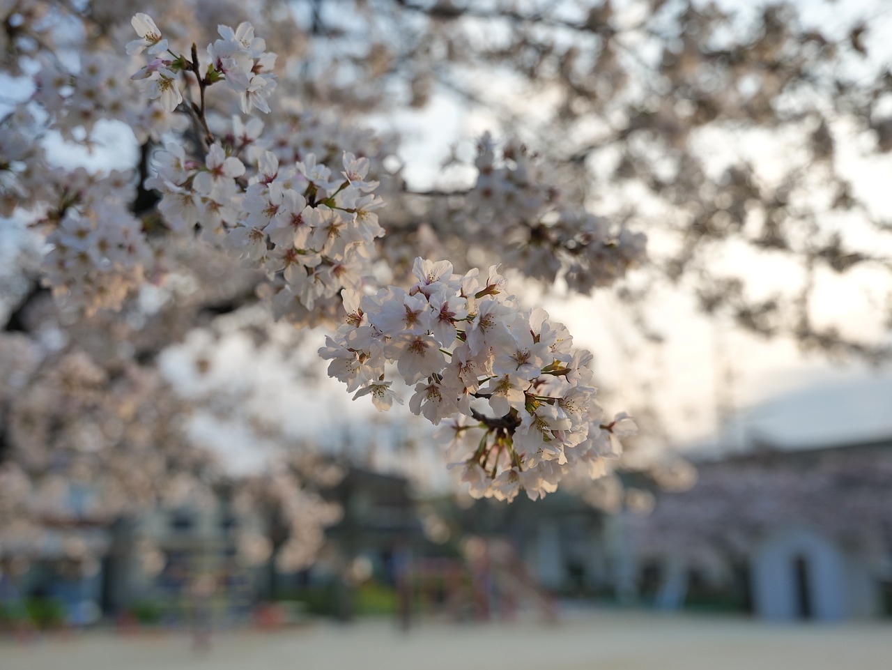 Cherry blossoms in Nagoya, Japan