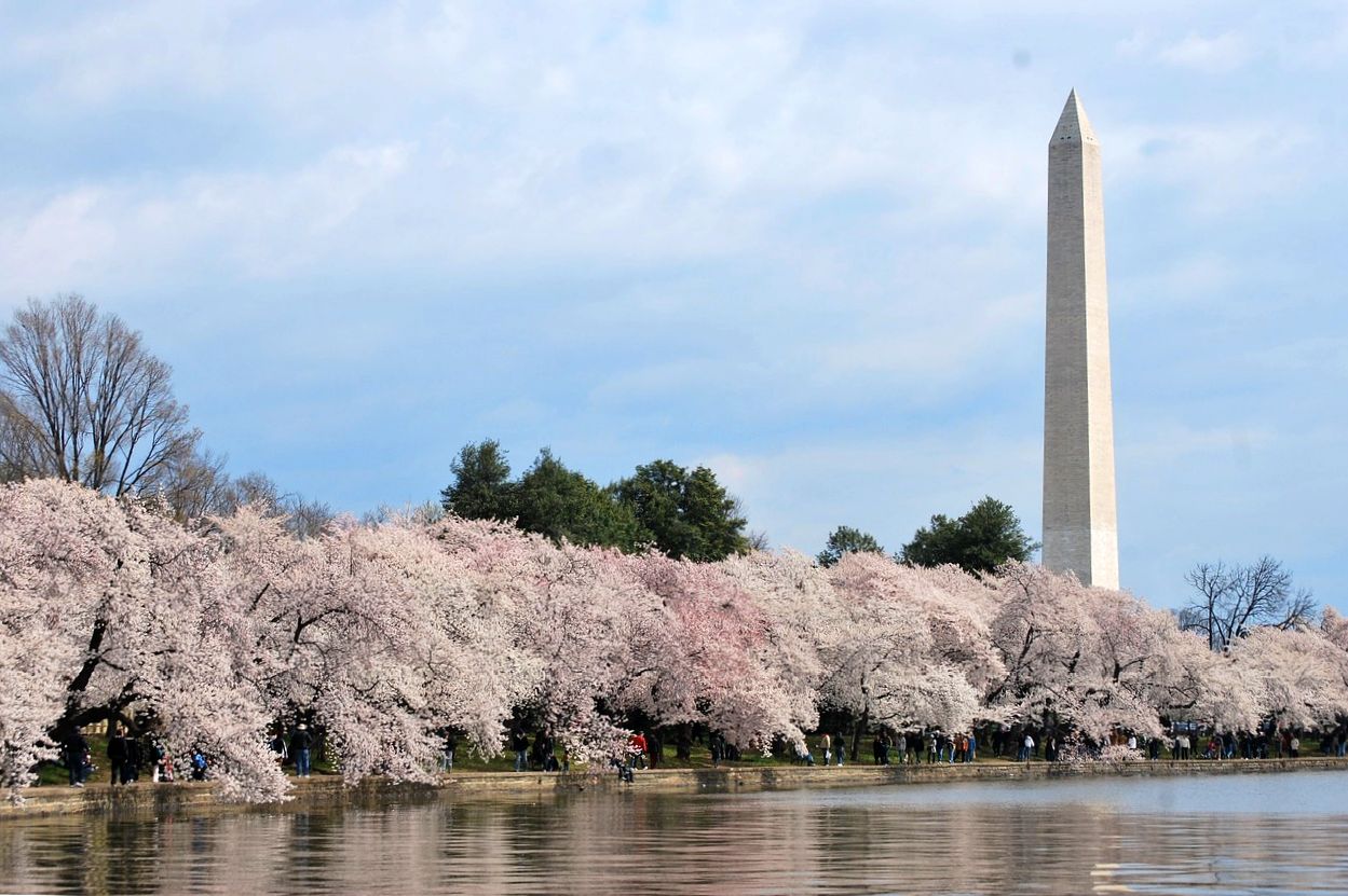 Cherry blossom display