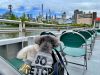 NYC Dog Lovers Get A Treat With Special Hudson River Cruise