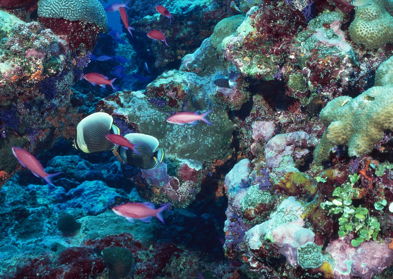 Coral reef