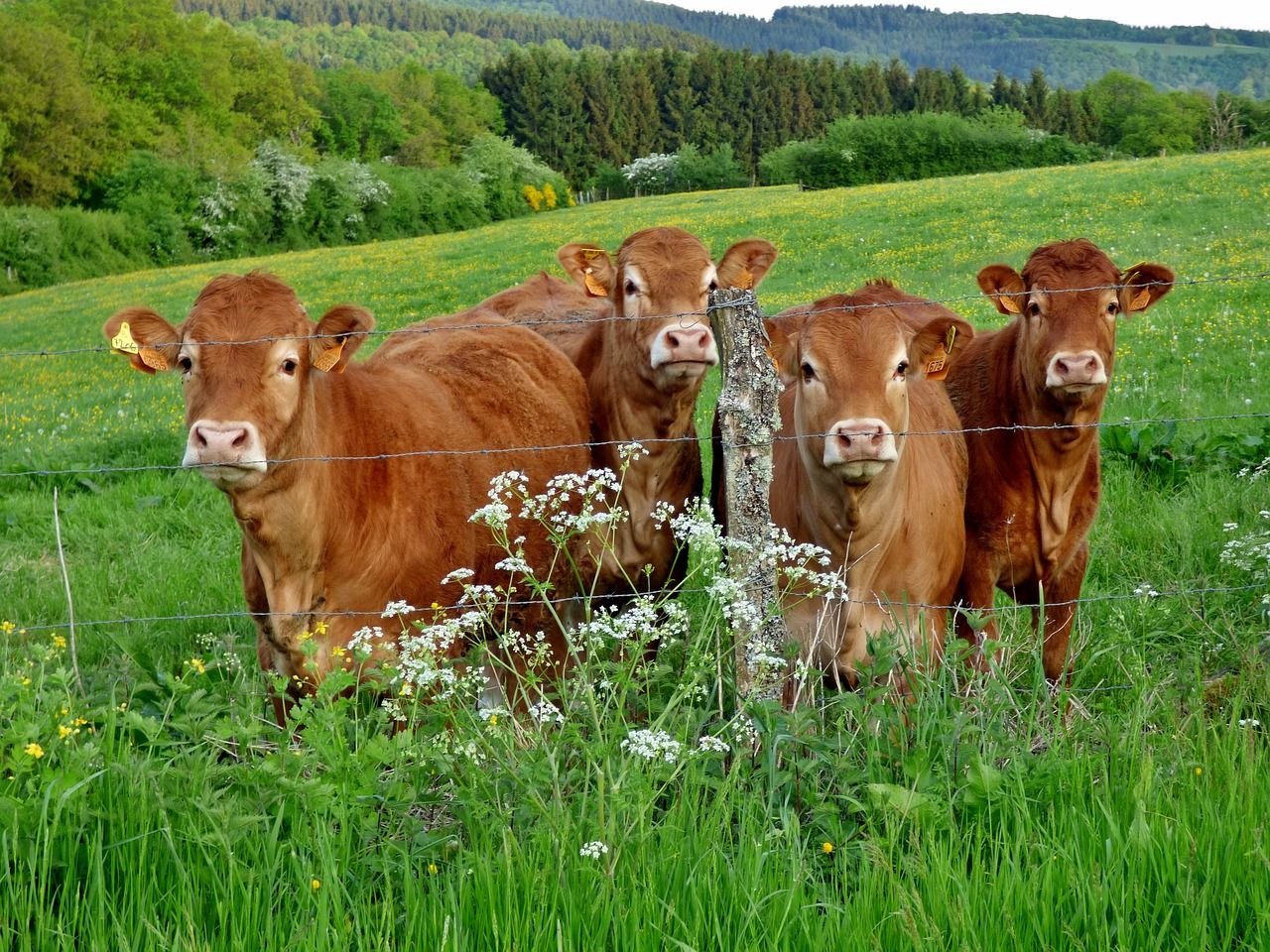 Out in the countryside