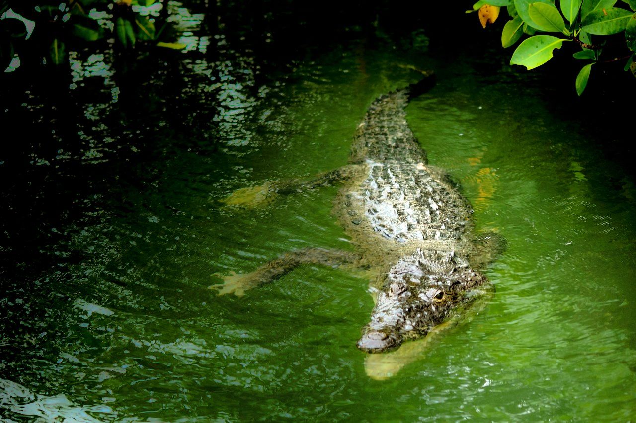 Crocodile in Puerto Vallarta