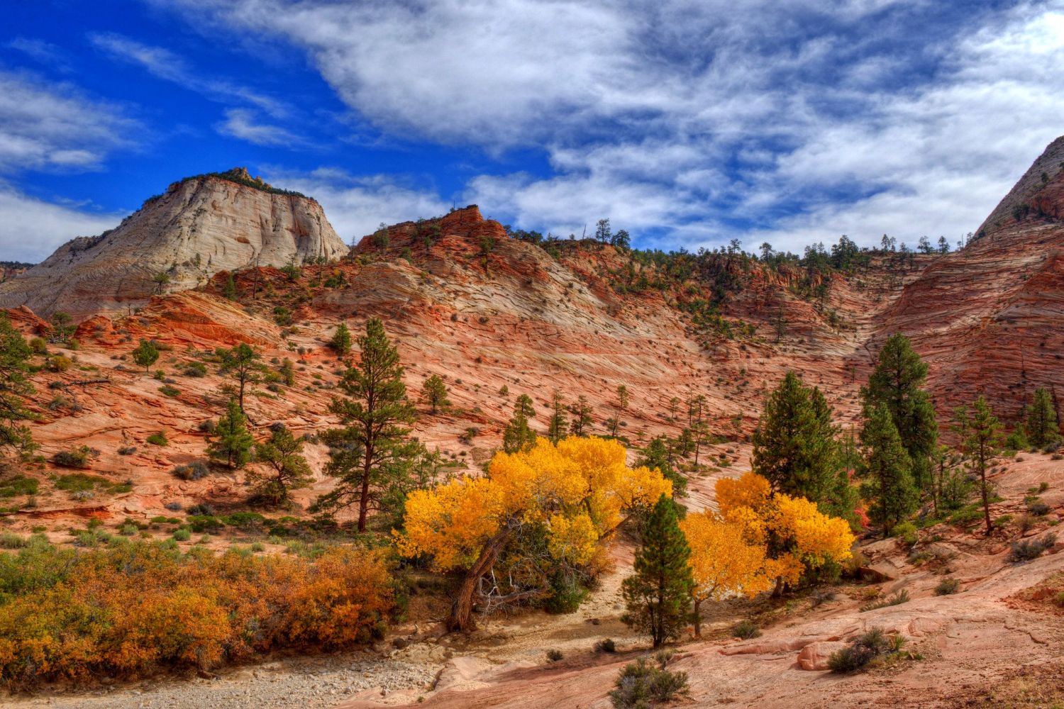 Fall foliage in Zion National Park, Utah