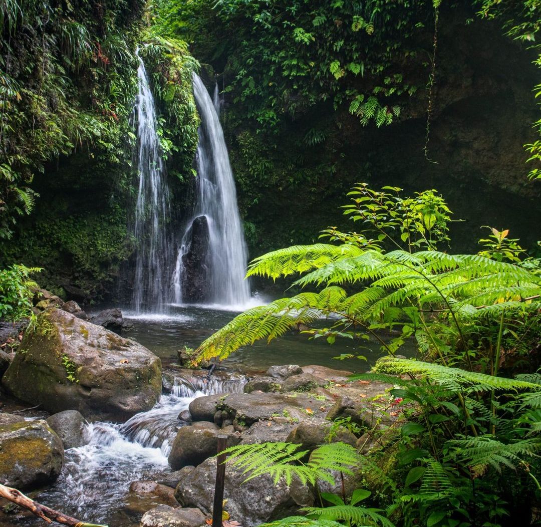 Dominica rainforest