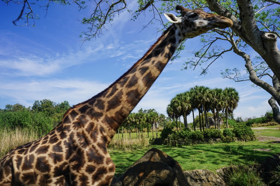 All You Need to Know About Kilimanjaro Safaris at Disney's Animal Kingdom -  Tourist Meets Traveler