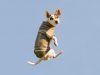 Pets on a Plane – Tips for Traveling With Your Pet