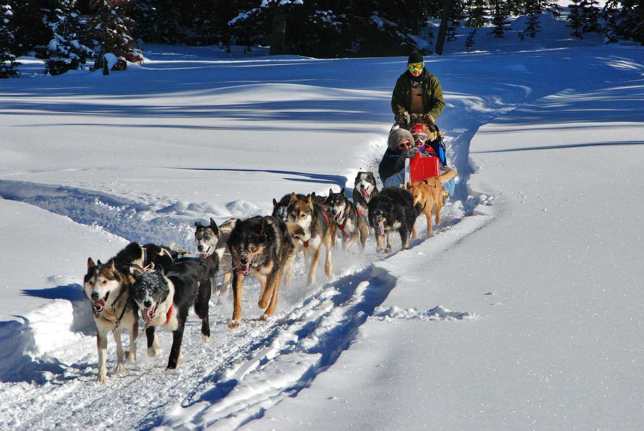 Dog sledding