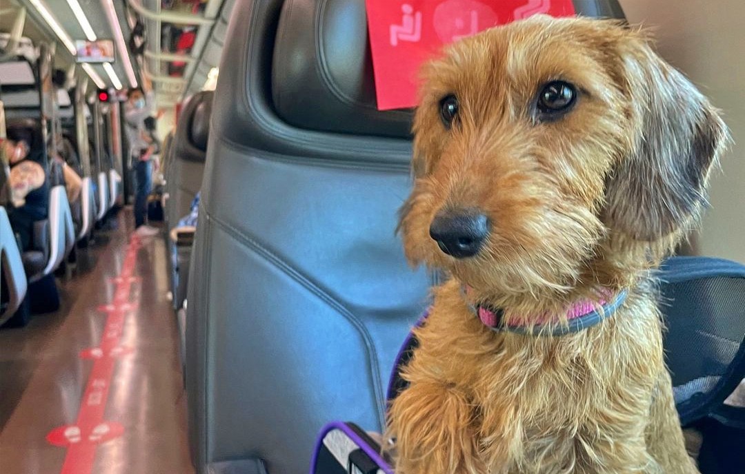 Trenitalia allows dogs to travel for free in Italy