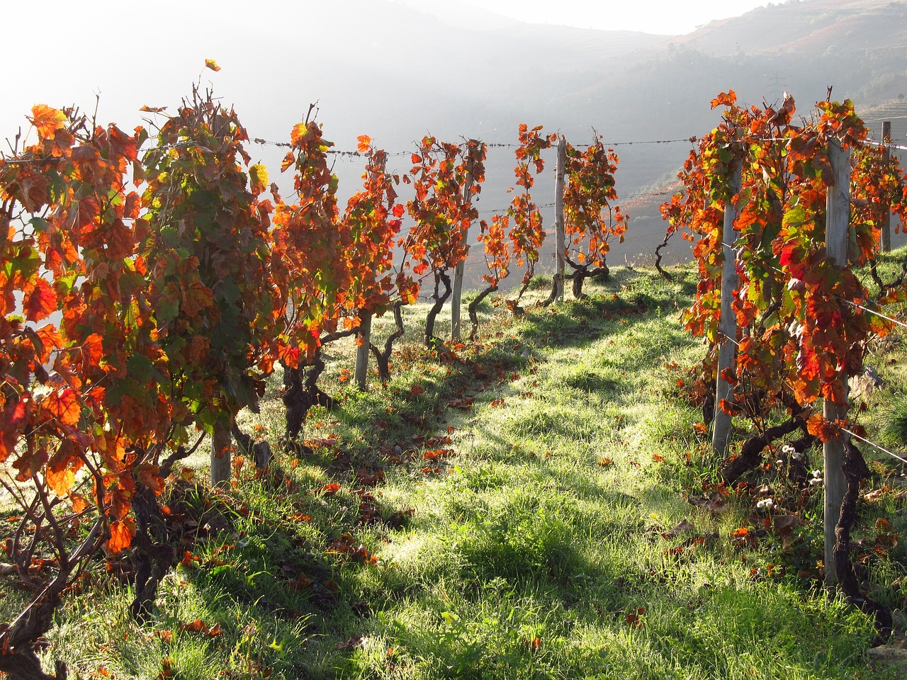 Fall in the Douro valley