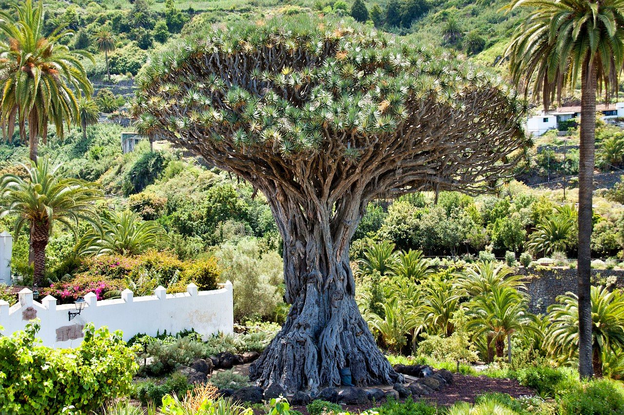 Drago (Dragon) Tree, Tenerife
