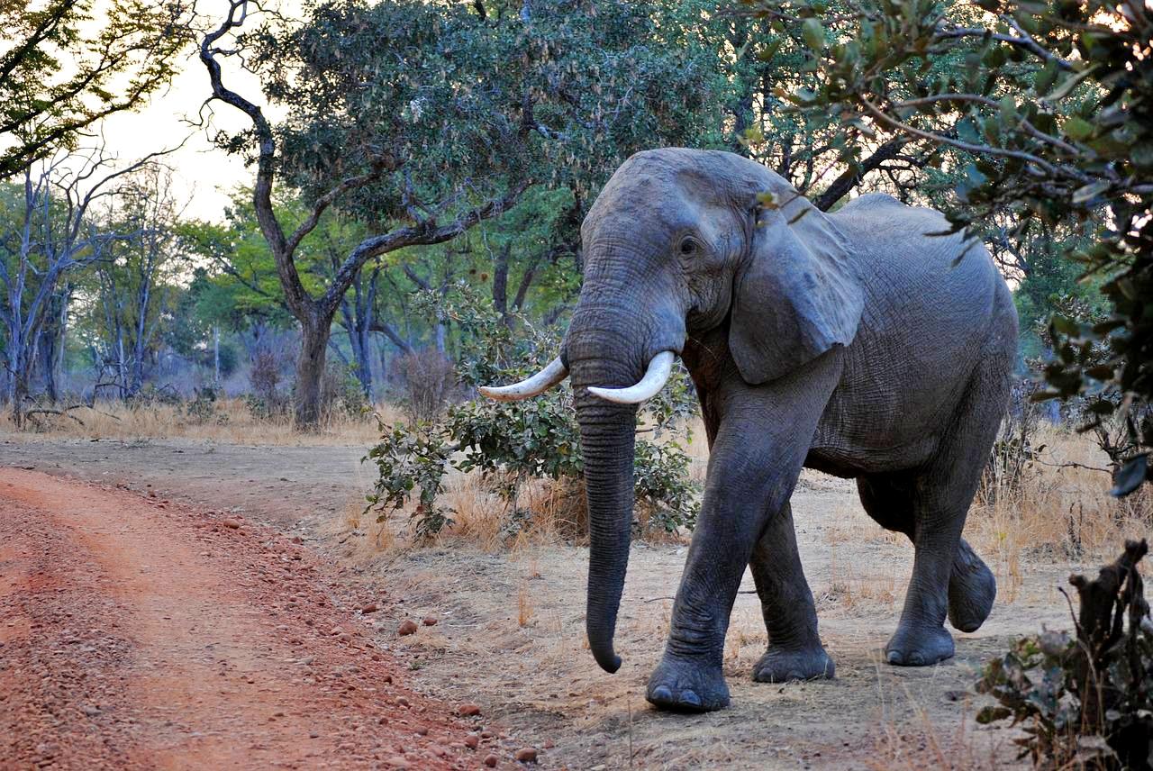Elephant in South Luangwa National Park, Zambia
