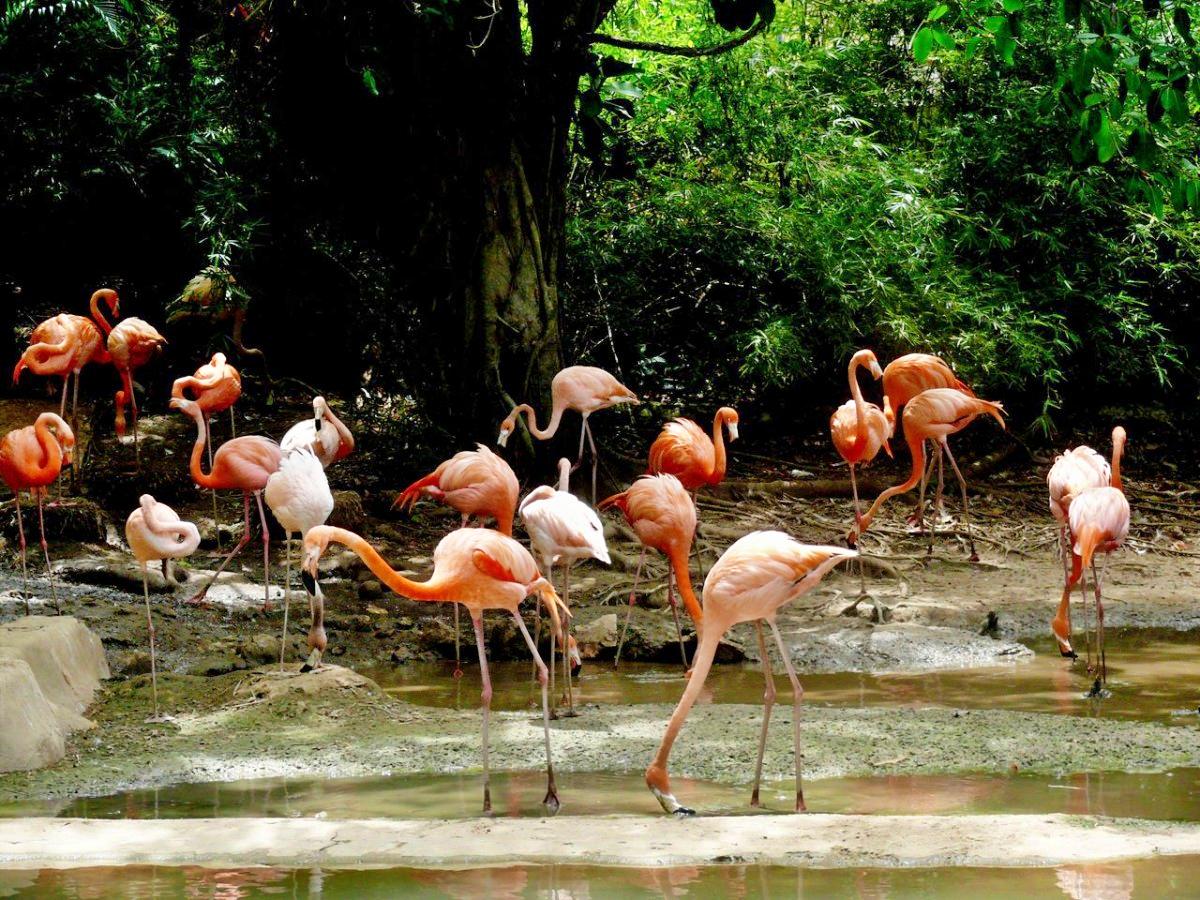 American flamingos