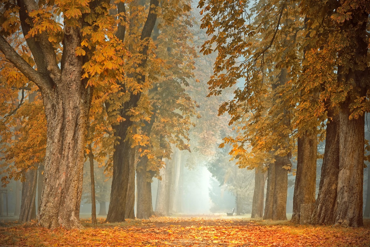 Fall in Fontainebleau Forest in France