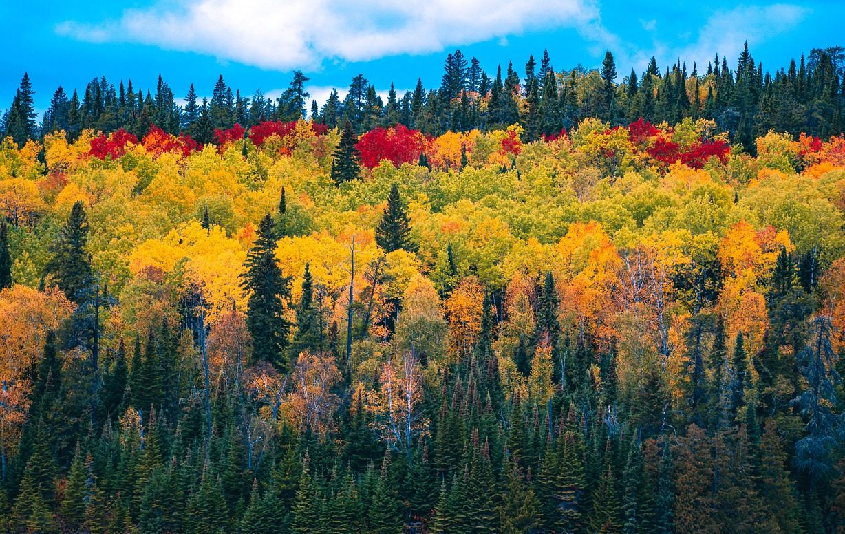 Fall foliage in Perthshire, Scotland