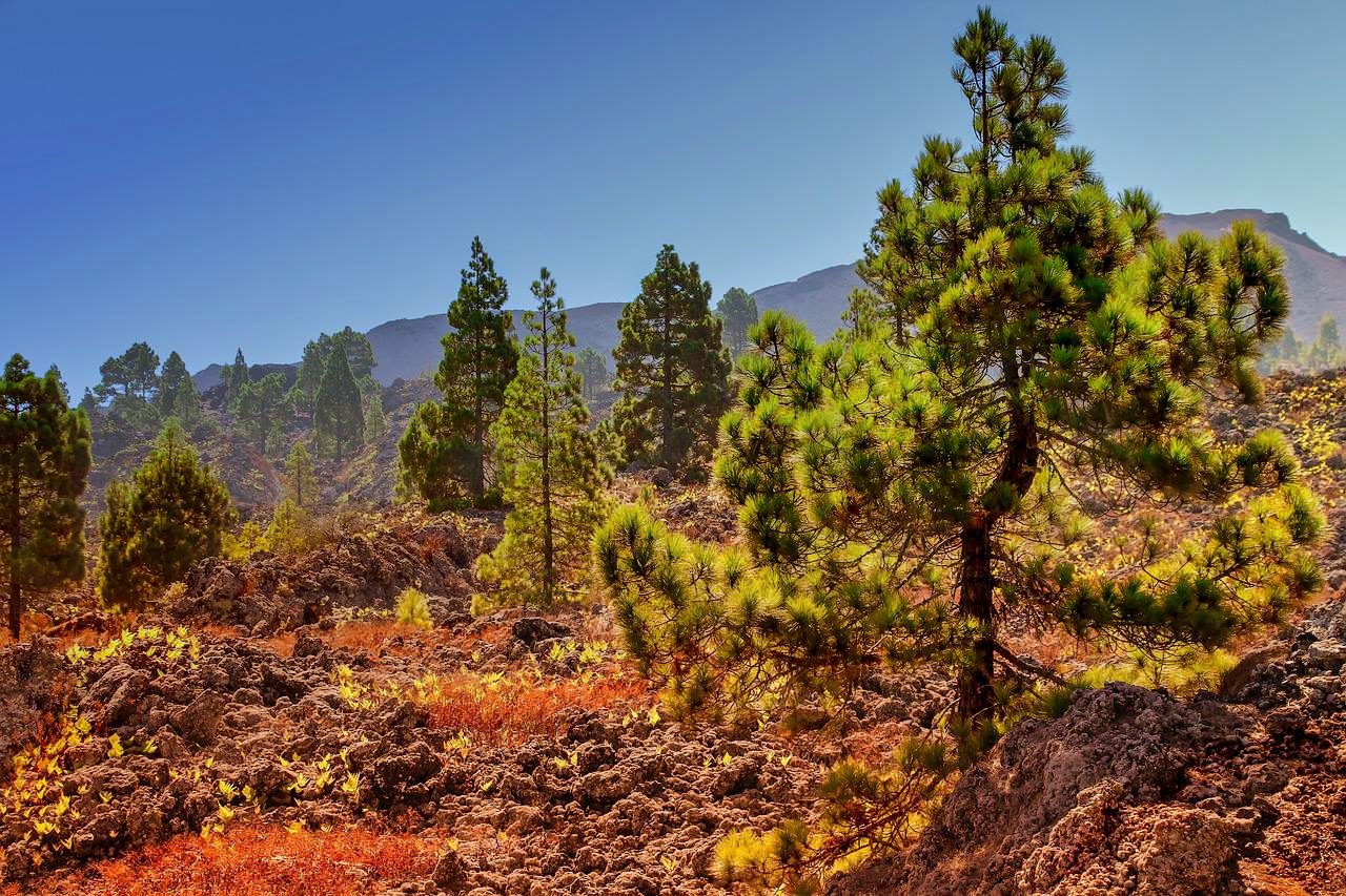 Camping in the forests for free