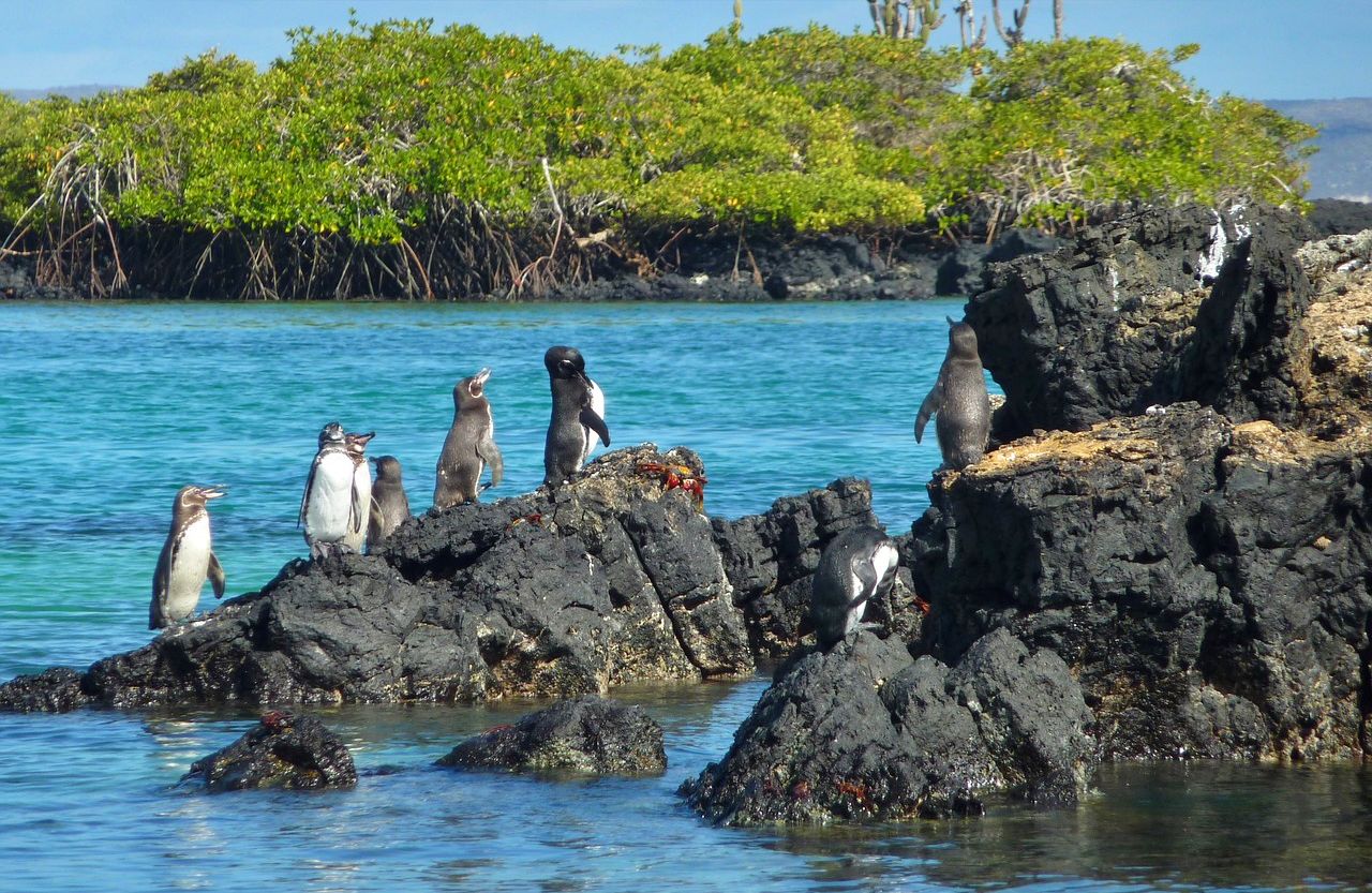 Galapagos penguins