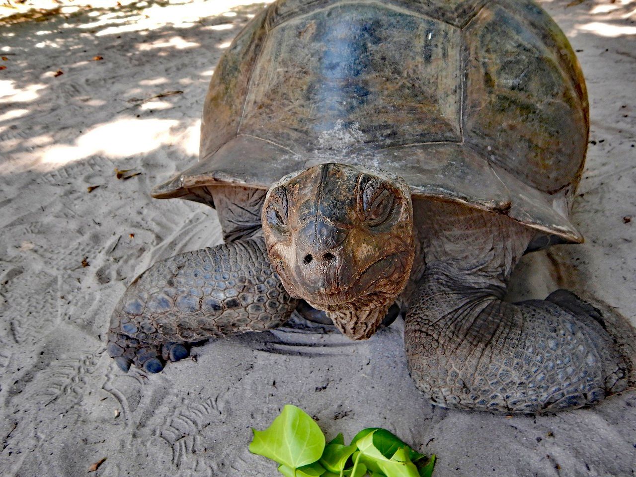 Giant tortoise in the Curieuse Marine National Park