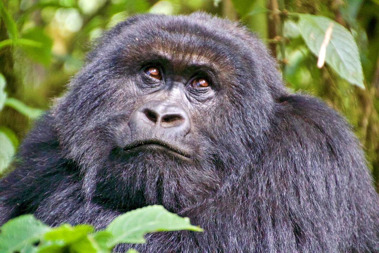 Gorilla in Rwanda