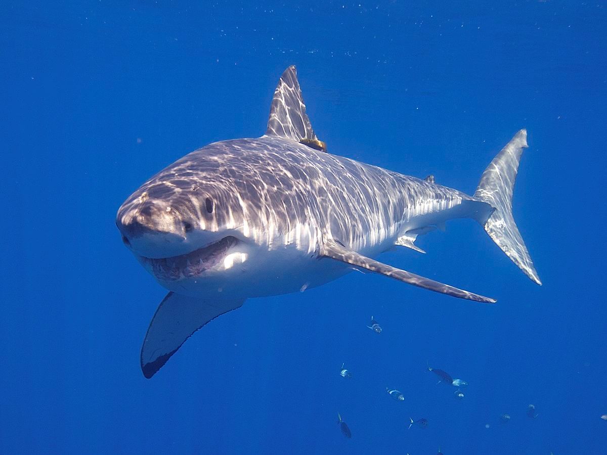 Great white shark