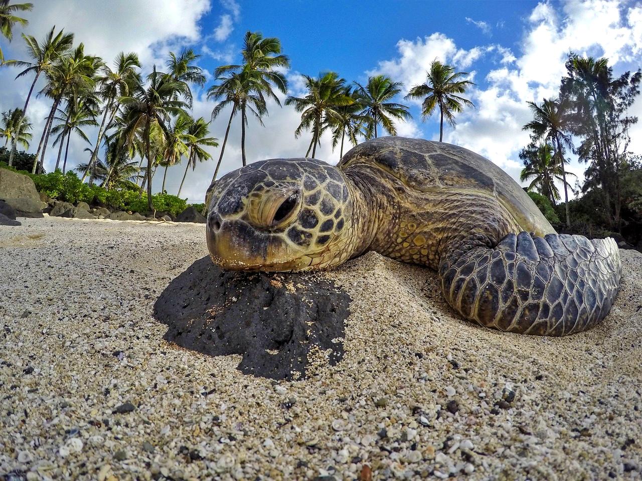 Green Turtle Cay in the Bahamas for Valemtine's Day