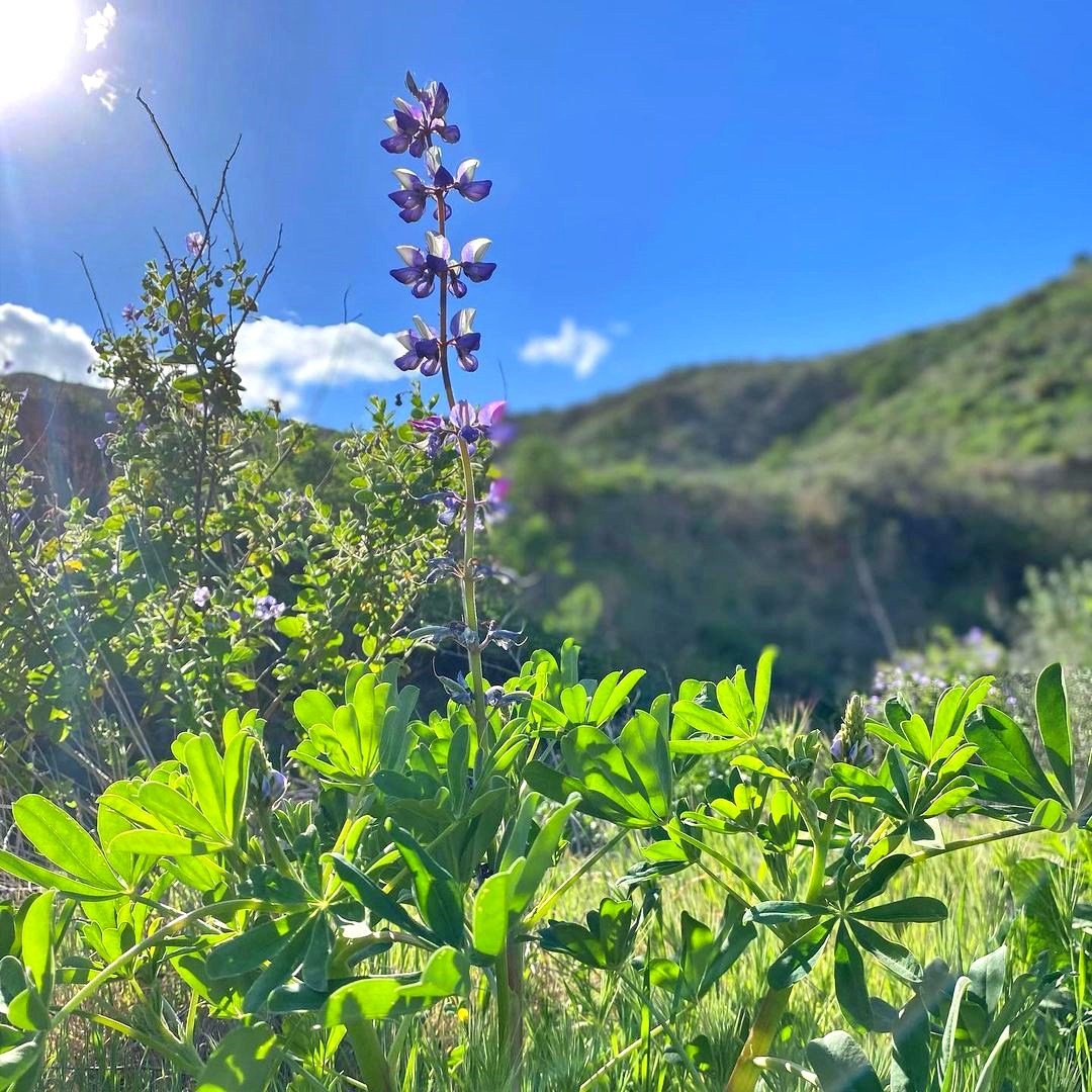 Ropersmith hiking trail