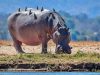 Experience A Great Adventure In Zambia And Zimbabwe