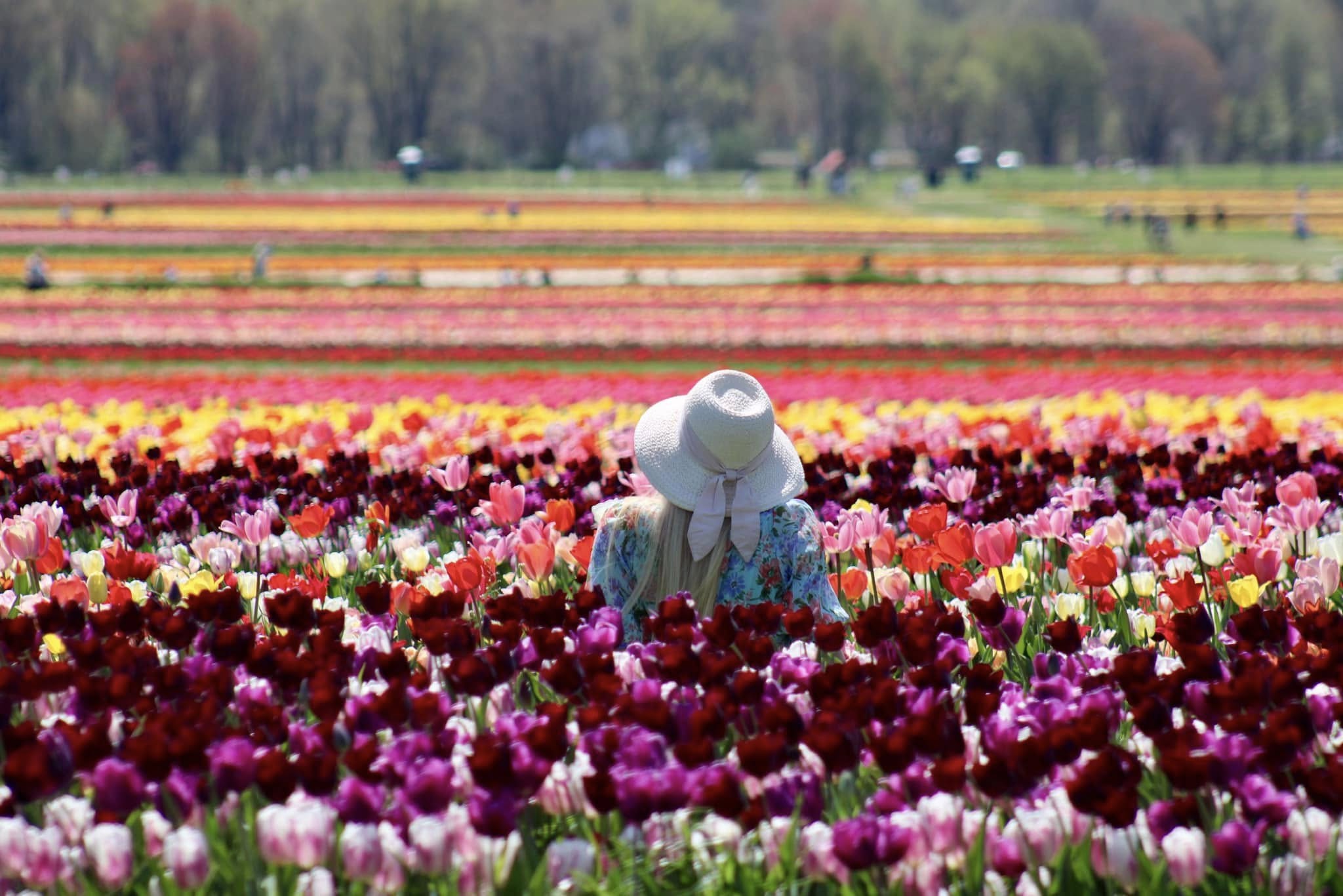 Thousands of tulips