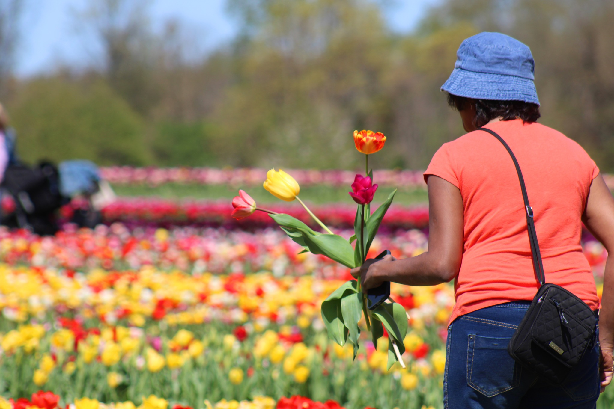 Tulips from New Jersey