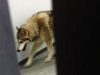Katen Hansen Shares Video of a ‘Wolf’ in Her Hotel #SochiProblems