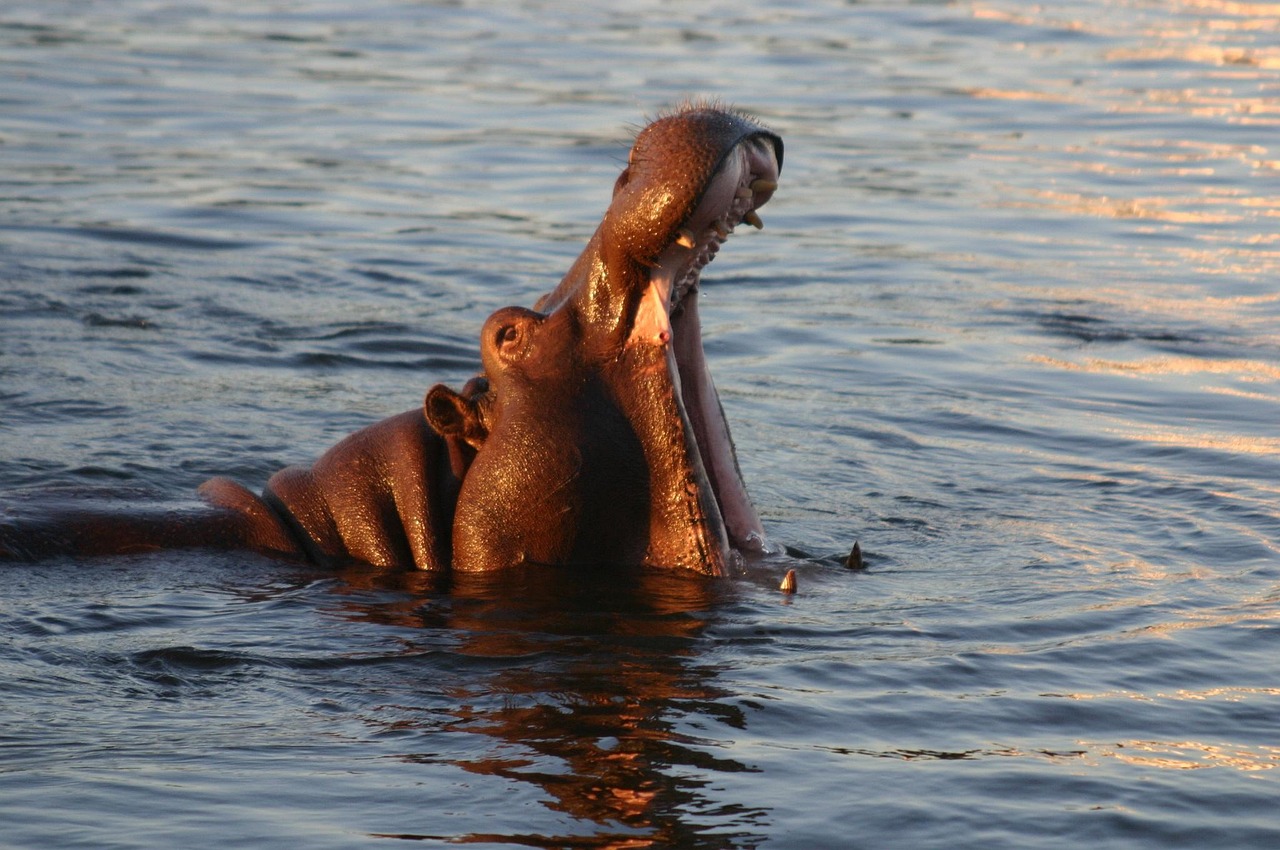 Hippo in the Zambezi River