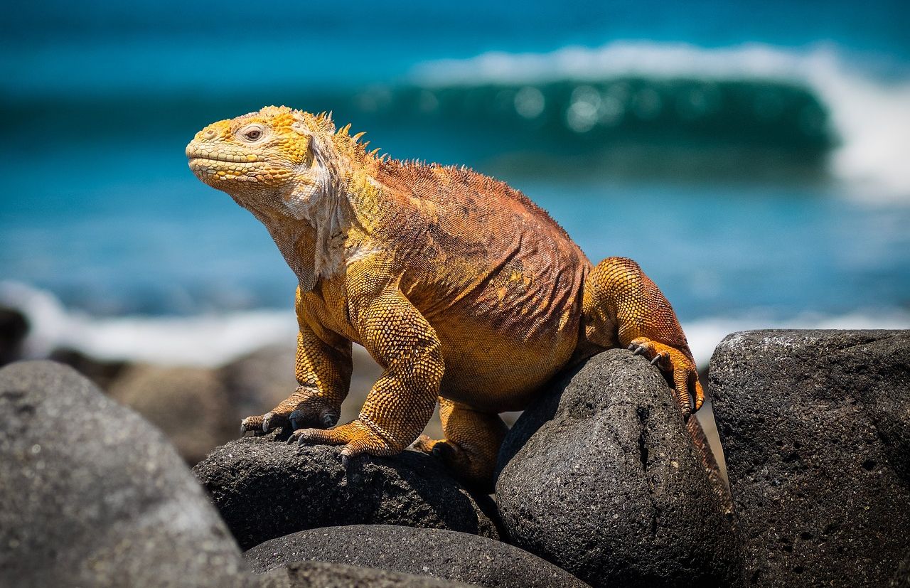Land Iguana