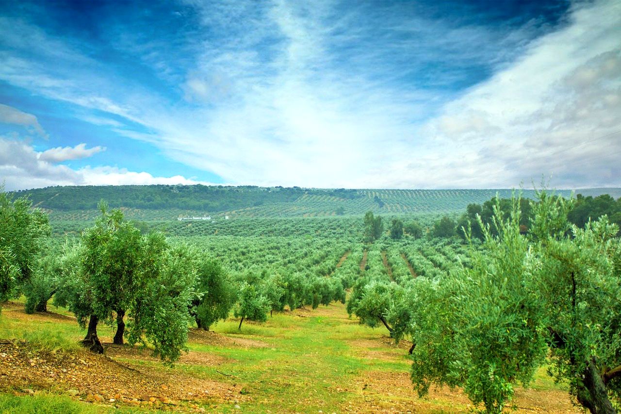 Olive oil production in Jaen, Spain