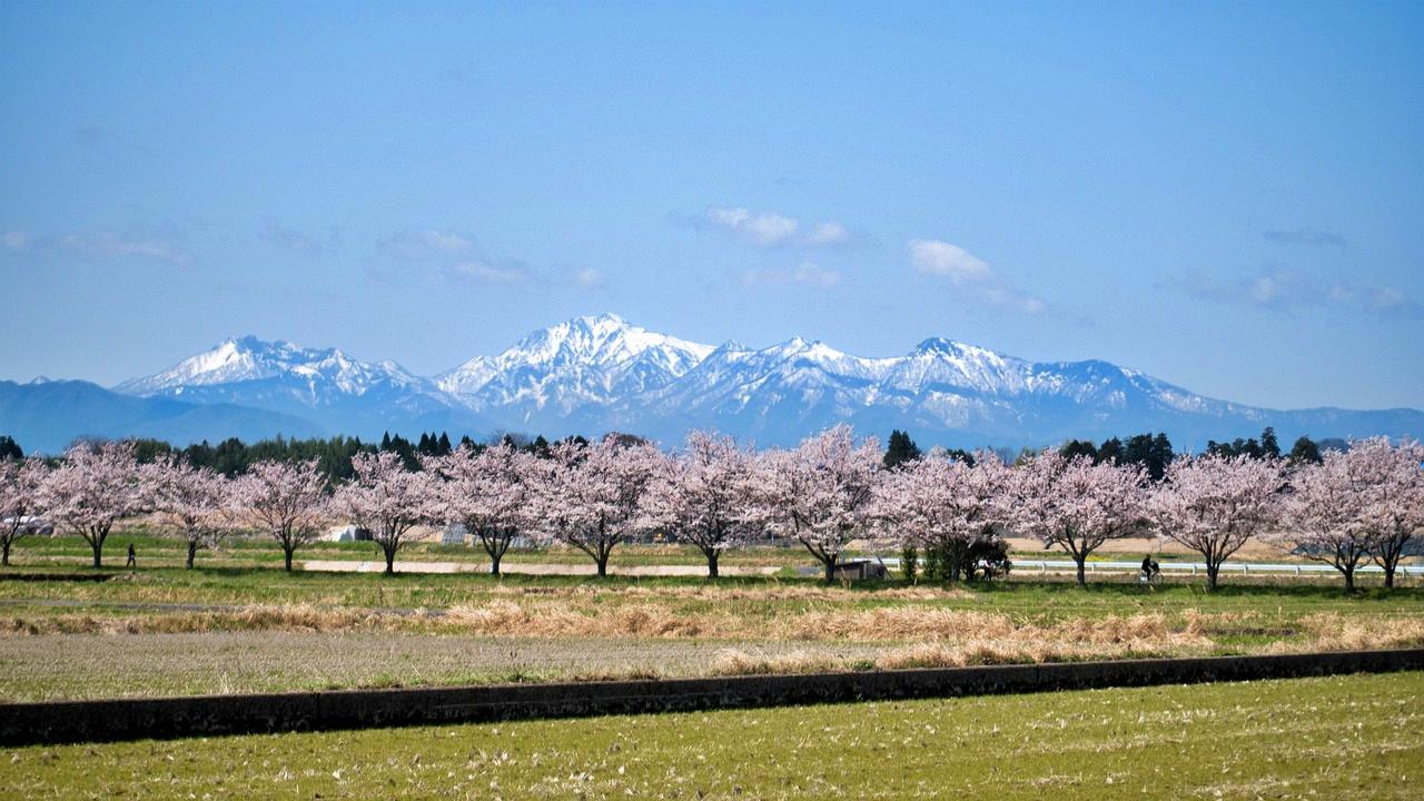 Sakura in Japan