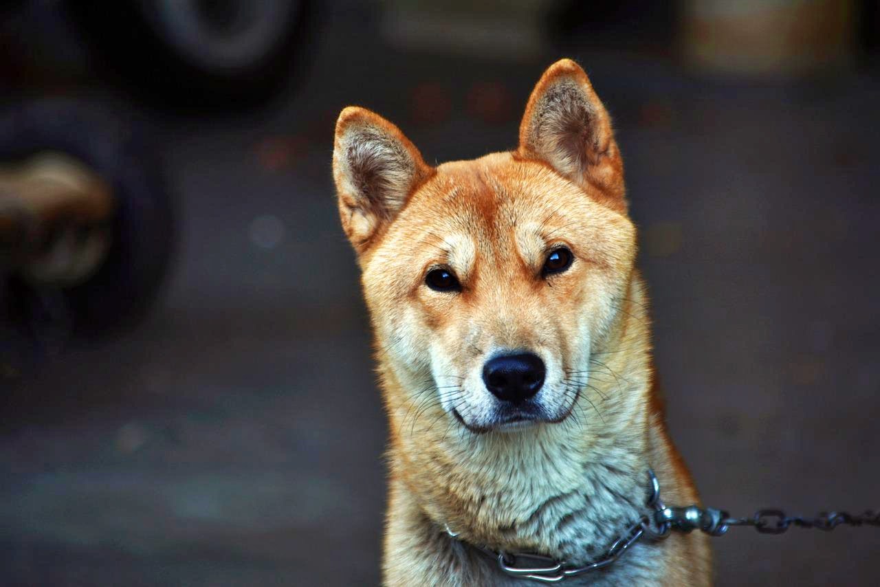 Jindo dog in South Korea