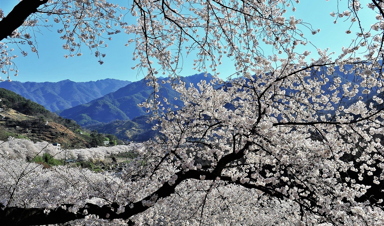 Cherry Blossoms in Jirisan National Park