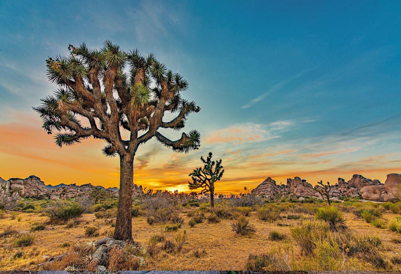 Joshua Tree National Parks is best to visit in winter