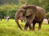3 Best National Parks In Ghana for Wildlife, Hiking & More