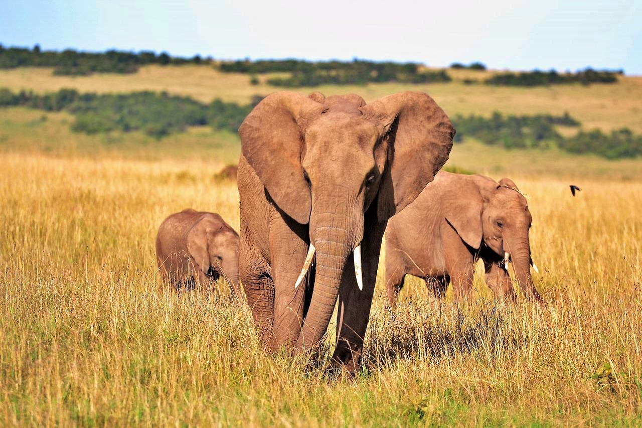 Elephants on safari