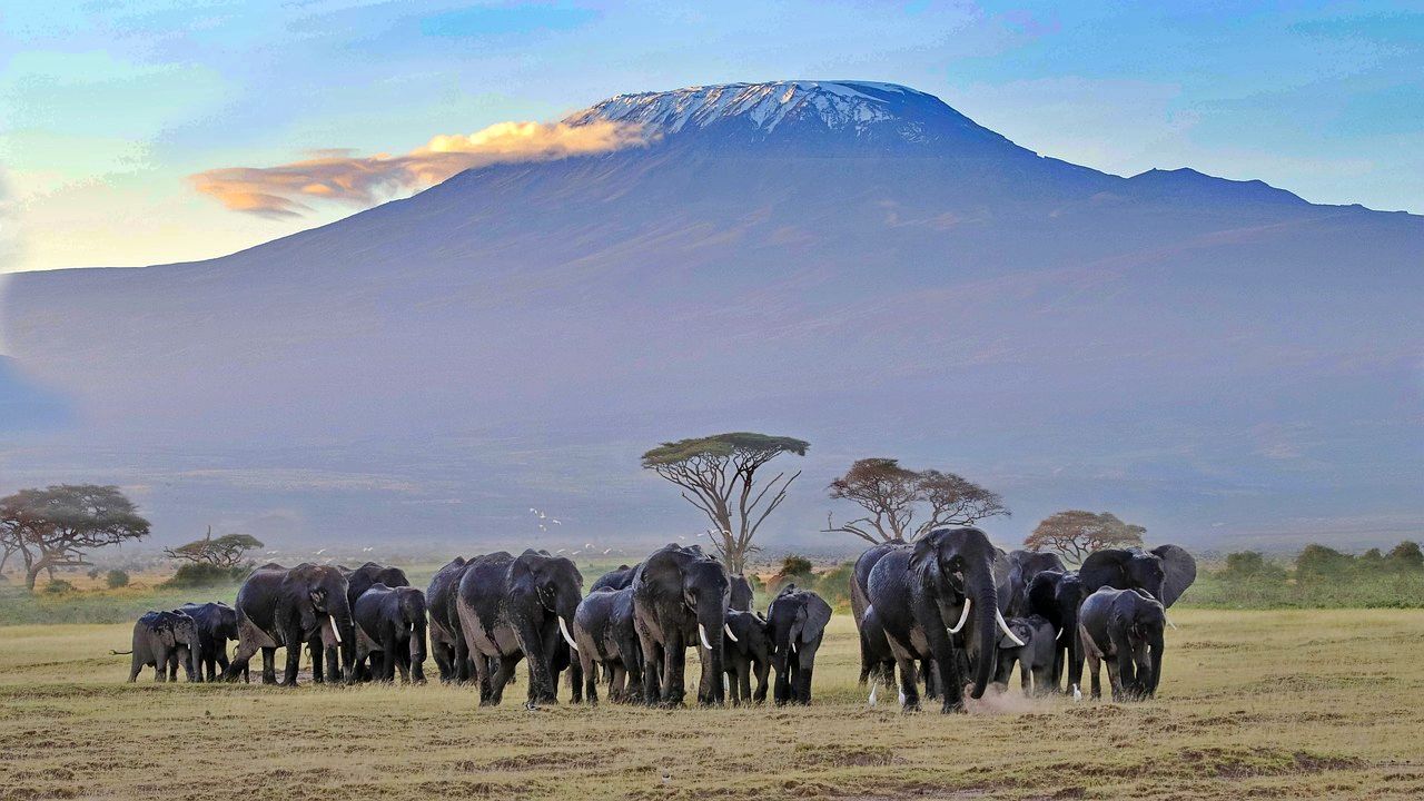 Mt. Kilimanjaro and a herd of elephants