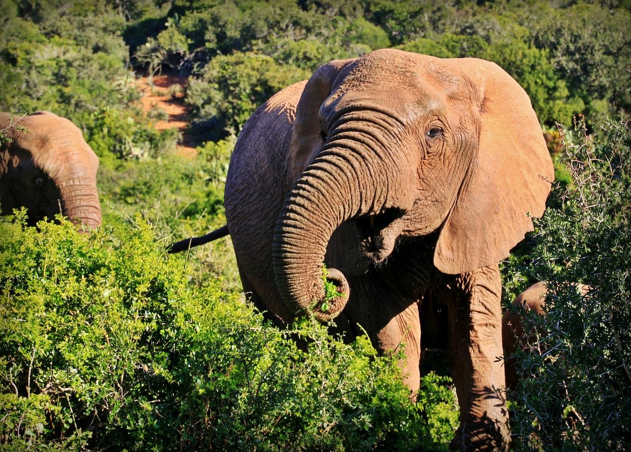 Elephant in Kruger National Park, South Africa