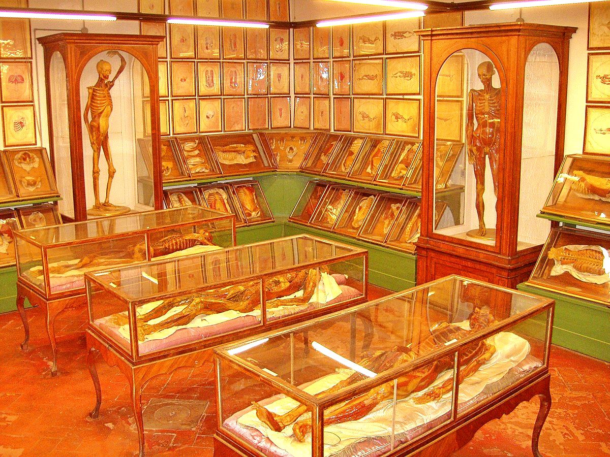 La Specola Anatomical Collection, Museum of Natural History