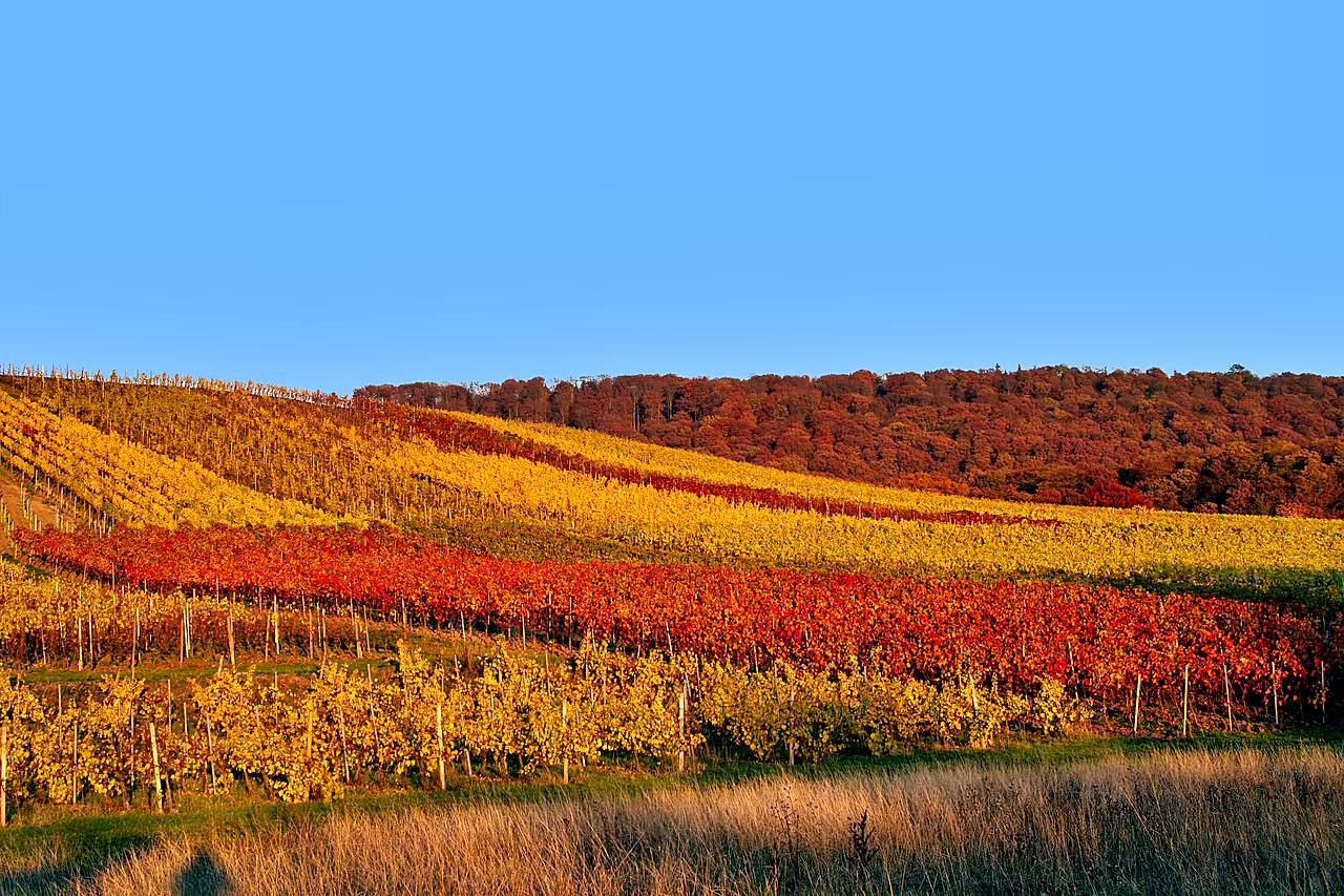 Fall colors in the vineyards