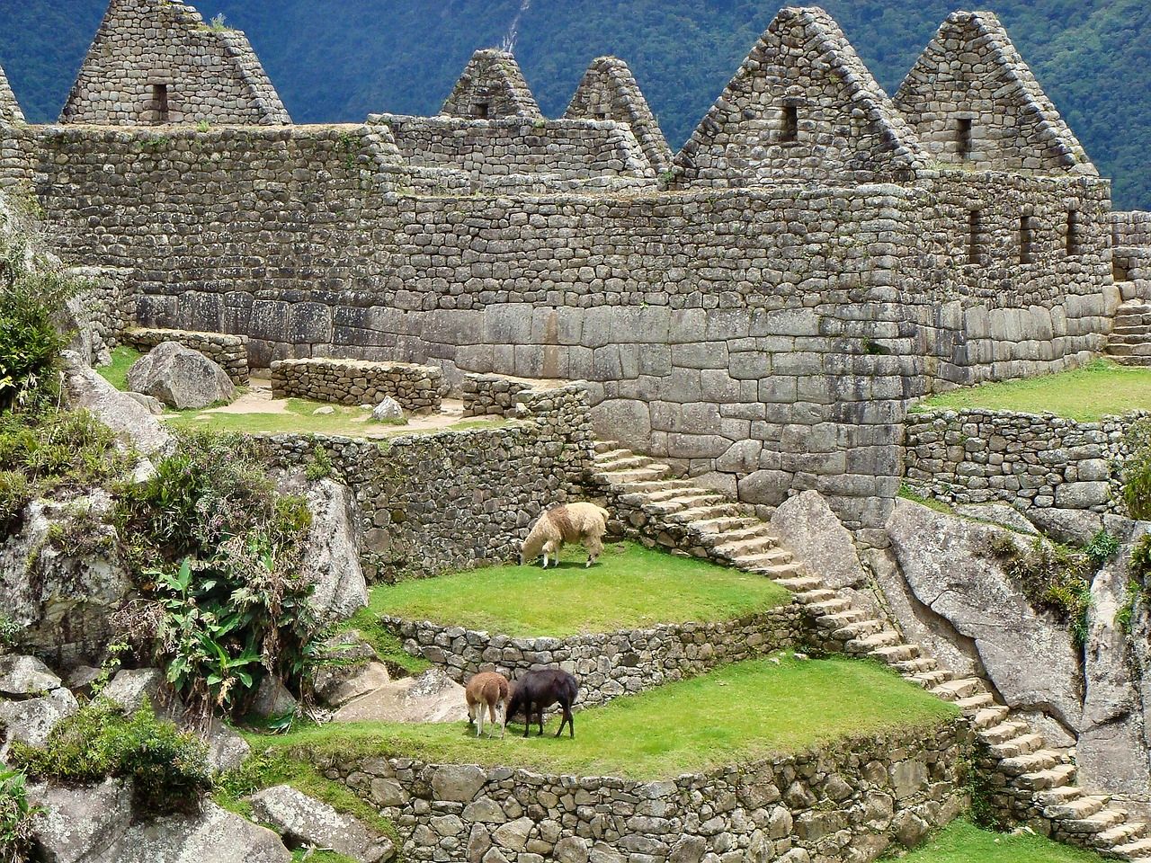 Llamas graze in Machu Picchu, Peru