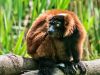 Experience Some Of The Best National Parks In Unique Madagascar