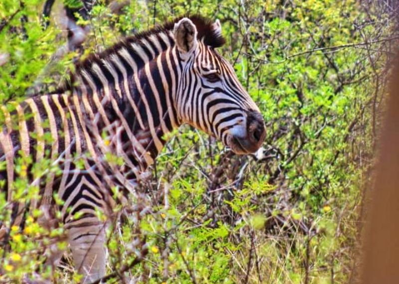 Zebra in Mokolodi Game Reserve, Botswana