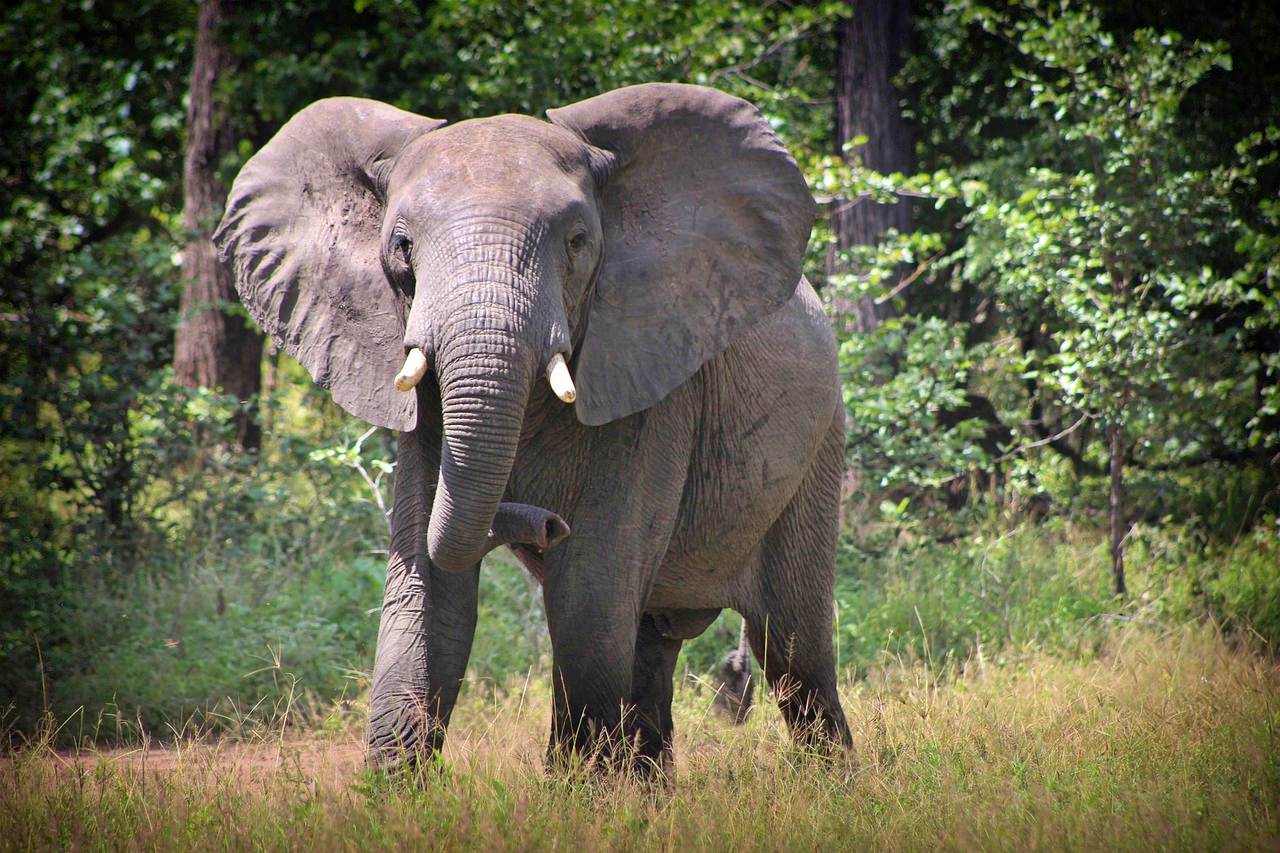 Elephant on safari in Malawi